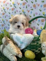 Prince *Red parti* New post, a male Maltipoo and Poodle - Toy  for sale in Fort Worth, TX – Photo 1 of 6