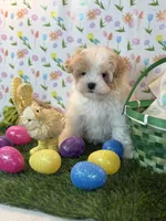 Prince *Red parti* New post, a male Maltipoo and Poodle - Toy  for sale in Fort Worth, TX – Photo 5 of 6