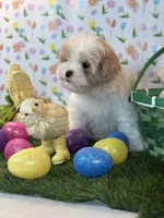 Prince *Red parti* New post, a male Maltipoo and Poodle - Toy  for sale in Fort Worth, TX – Photo 3 of 6