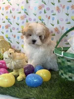 Prince *Red parti* New post, a male Maltipoo and Poodle - Toy  for sale in Fort Worth, TX – Photo 2 of 6