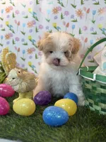 Prince *Red parti* New post, a male Maltipoo and Poodle - Toy  for sale in Fort Worth, TX – Photo 4 of 6