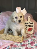 Butter cup , a female Maltipoo and Poodle - Toy  for sale in Grand Prairie, TX – 2 of 4