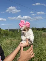 Bella Red parti  , a female Poodle - Toy  for sale in Grand Prairie, TX – 4 of 4