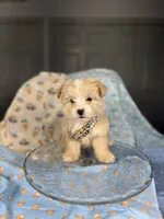 *Paddington 🧸*, a male Maltipoo and Poodle - Toy  for sale in Grand Prairie, TX – 2 of 4