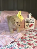 Joy  *tiny girl *, a female Maltipoo and Poodle - Toy  for sale in Grand Prairie, TX – 4 of 4