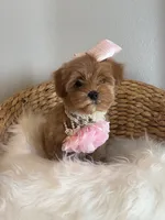 Emelia , a female Maltipoo and Poodle - Toy  for sale in Grand Prairie, TX – 3 of 4