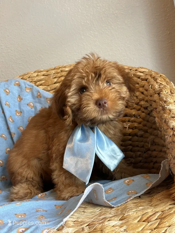 Charley green eyes 💚 – Maltipoo, Poodle - Toy  puppy for sale in Grand Prairie, TX