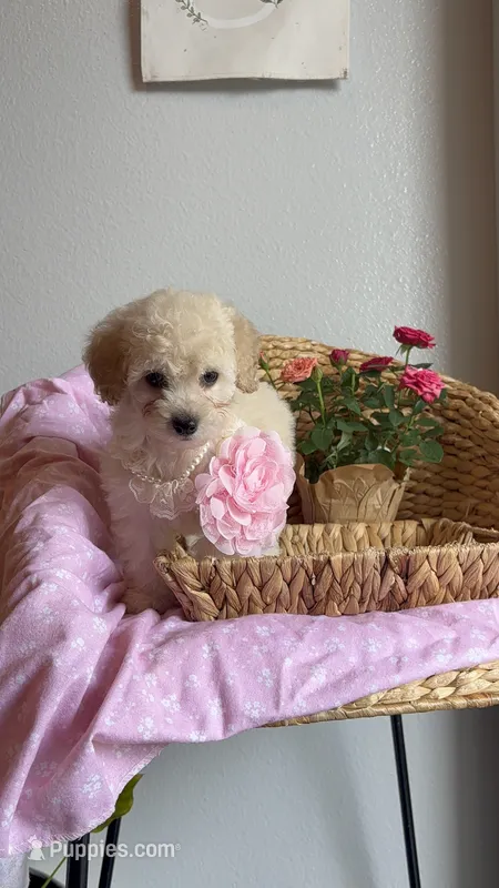 Butter cup  – Maltipoo, Poodle - Toy  puppy for sale in Grand Prairie, TX