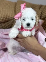 Astra, a female Cockapoo for sale in Fort Worth, TX – Photo 2 of 3