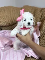 Astra, a female Cockapoo for sale in Fort Worth, TX – Photo 3 of 3