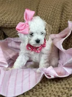 Astra, a female Cockapoo for sale in Fort Worth, TX – Photo 1 of 3