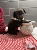 Sarah , a female Maltipoo and Poodle - Toy  for sale in Fort Worth, TX – Photo 3 of 6