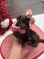 Sarah , a female Maltipoo and Poodle - Toy  for sale in Fort Worth, TX – Photo 1 of 6