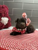 Sarah , a female Maltipoo and Poodle - Toy  for sale in Fort Worth, TX – Photo 5 of 6