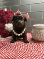 Sarah , a female Maltipoo and Poodle - Toy  for sale in Fort Worth, TX – Photo 2 of 6