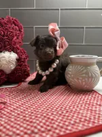 Sarah , a female Maltipoo and Poodle - Toy  for sale in Fort Worth, TX – Photo 6 of 6