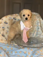 Teddy🧸 , a male Maltipoo and Poodle - Toy  for sale in Grand Prairie, TX – 2 of 4
