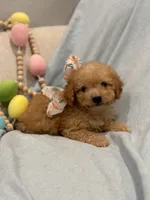 Arlo * Apricot *, a male Poodle - Toy  for sale in Fort Worth, TX – Photo 2 of 3