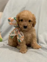 Arlo * Apricot *, a male Poodle - Toy  for sale in Fort Worth, TX – Photo 3 of 3
