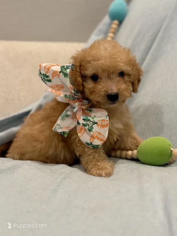 Arlo * Apricot * – Poodle - Toy  puppy for sale in Fort Worth, TX