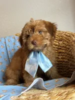 Charley green eyes 💚, a male Maltipoo and Poodle - Toy  for sale in Grand Prairie, TX – 2 of 3