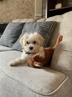 Zuri, a female Maltipoo for sale in Fort Worth, TX – Photo 1 of 2