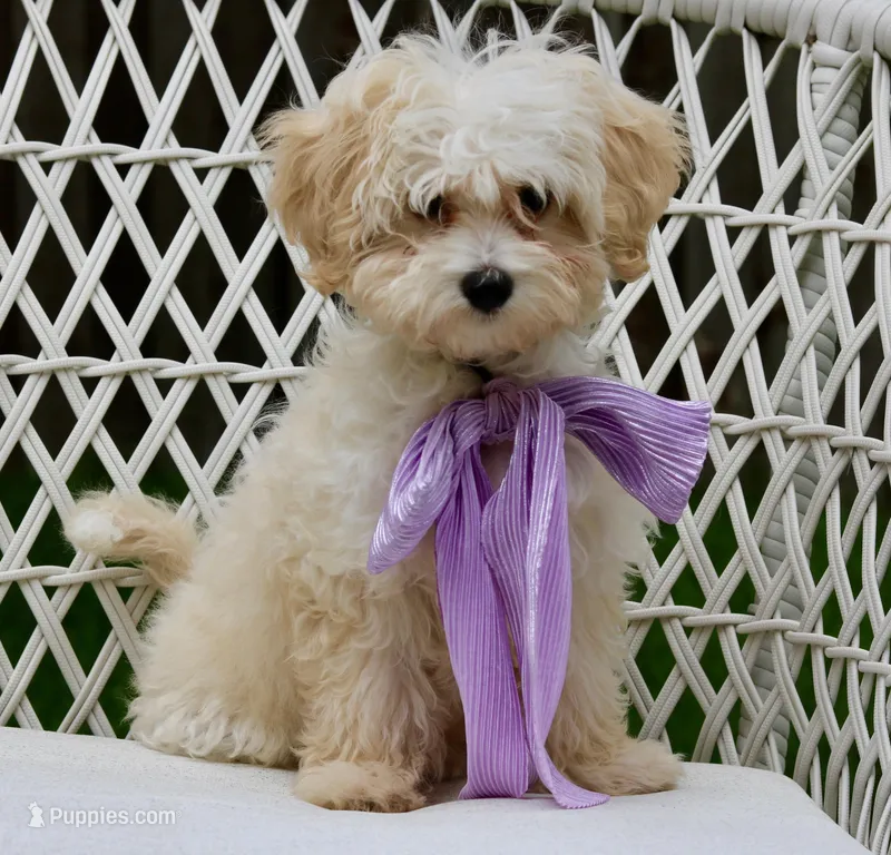 Zuri – Maltipoo puppy for sale in Fort Worth, TX