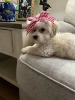 Zuri, a female Maltipoo for sale in Fort Worth, TX – Photo 2 of 2