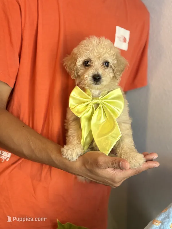 Teddy🧸  – Maltipoo, Poodle - Toy  puppy for sale in Grand Prairie, TX