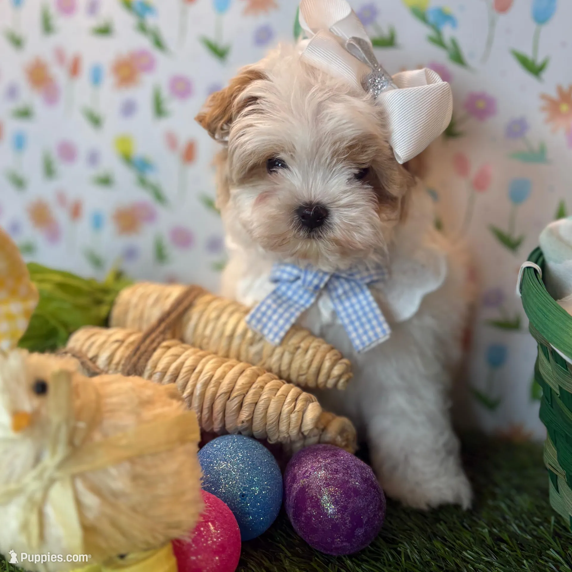 Daisy 🌼 *Red Parti color * New post 