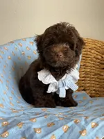 Prince charming 🧸, a male Maltipoo and Poodle - Toy  for sale in Grand Prairie, TX – 1 of 4