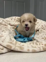Louis , a male Maltipoo and Poodle - Toy  for sale in Fort Worth, TX – 3 of 4