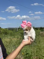 Bella Red parti  , a female Poodle - Toy  for sale in Grand Prairie, TX – 2 of 4