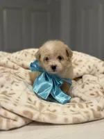 Louis , a male Maltipoo and Poodle - Toy  for sale in Fort Worth, TX – 2 of 4