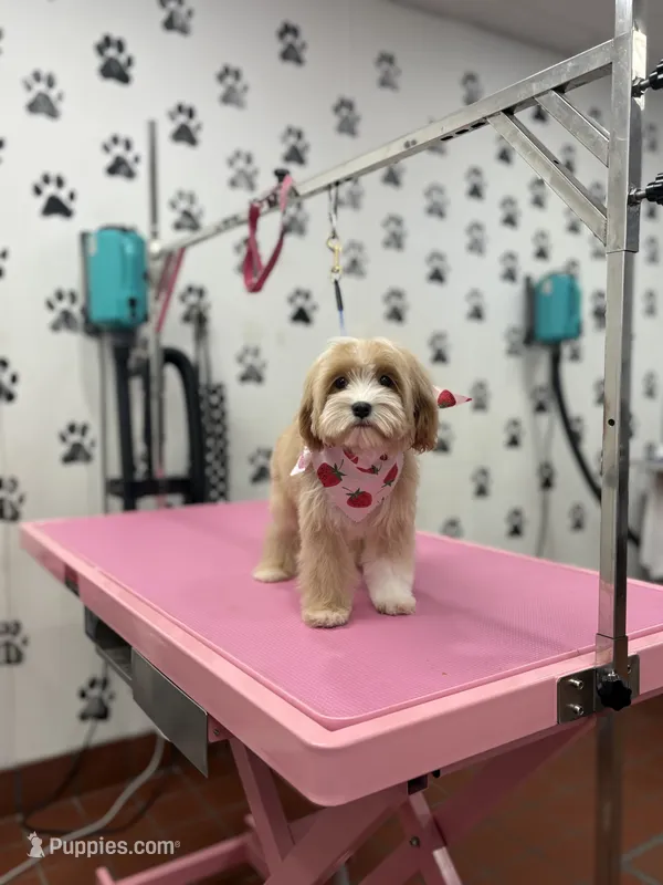 Mimi *Red parti* – Maltipoo, Poodle - Toy  puppy for sale in Fort Worth, TX
