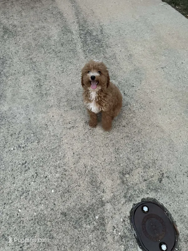 Bruno , a male Poodle - Toy  for sale in Fort Worth, TX – 1 of 2