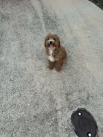 Bruno , a male Poodle - Toy  for sale in Fort Worth, TX – 1 of 2