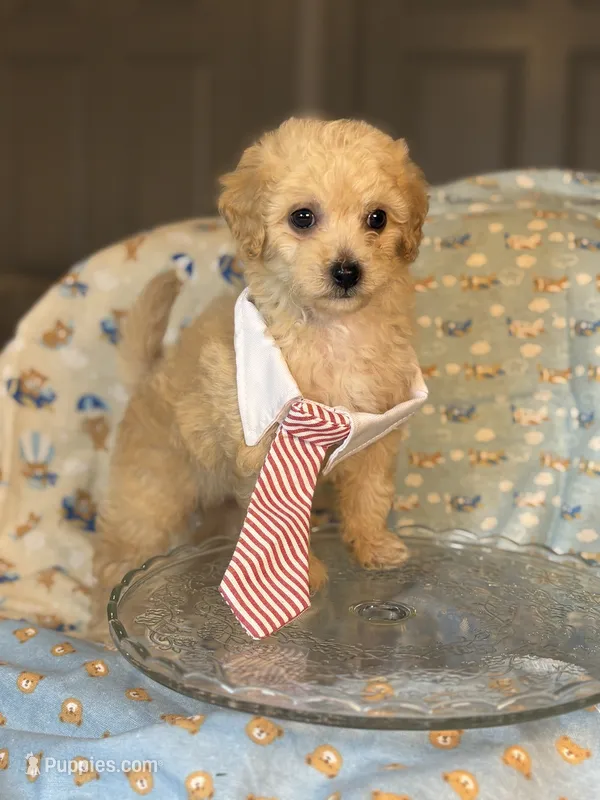 Teddy🧸  – Maltipoo, Poodle - Toy  puppy for sale in Grand Prairie, TX