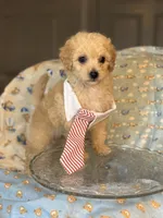 Teddy🧸 , a male Maltipoo and Poodle - Toy  for sale in Grand Prairie, TX – 1 of 4
