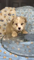 *Paddington 🧸*, a male Maltipoo and Poodle - Toy  for sale in Grand Prairie, TX – 4 of 4