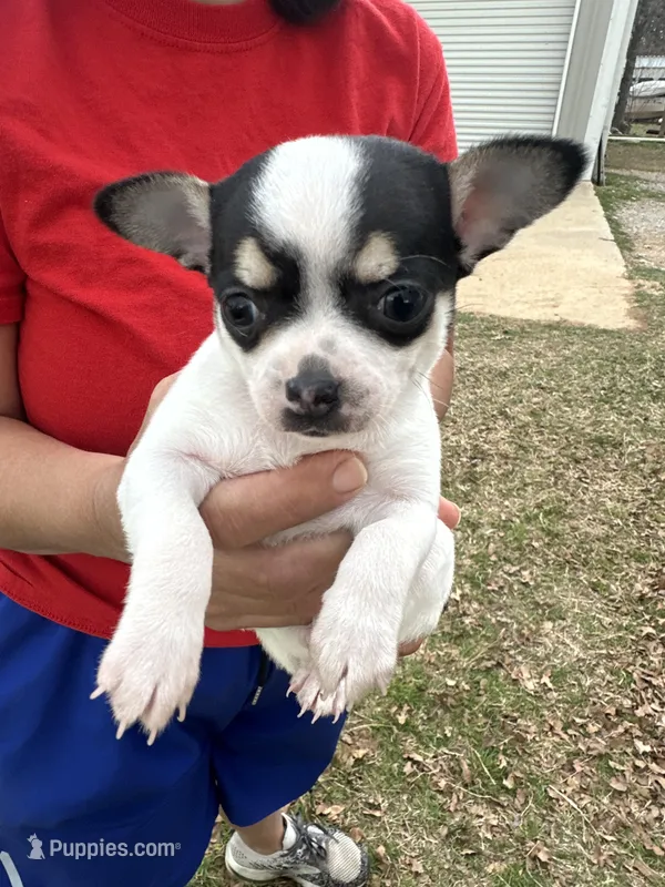 Luna – Chihuahua puppy for sale in Fort Worth, TX