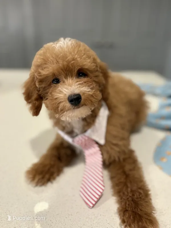 Bruno  – Poodle - Toy  puppy for sale in Fort Worth, TX