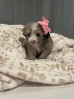 Ollie, a female Maltipoo and Poodle - Toy  for sale in Fort Worth, TX – 4 of 4