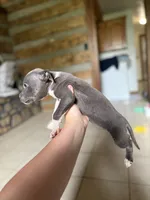 Taraji, a female American Bully for sale in Springfield, MO – 5 of 5