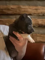 Taraji, a female American Bully for sale in Springfield, MO – 3 of 5
