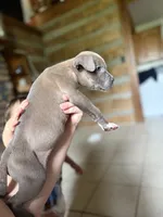 Tito, a male American Bully for sale in Springfield, MO – 4 of 4
