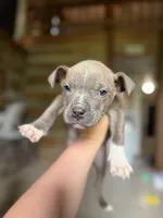 Tito, a male American Bully for sale in Springfield, MO – 3 of 4