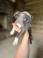 Taraji, a female American Bully for sale in Springfield, MO – 4 of 5