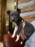 Taraji, a female American Bully for sale in Springfield, MO – 2 of 5