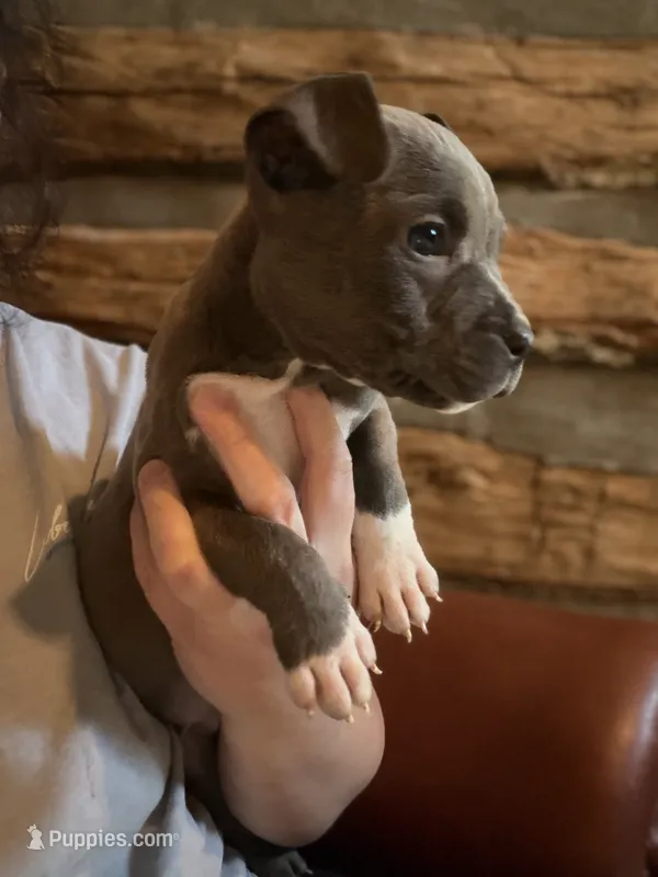 Tito – American Bully puppy for sale in Springfield, MO
